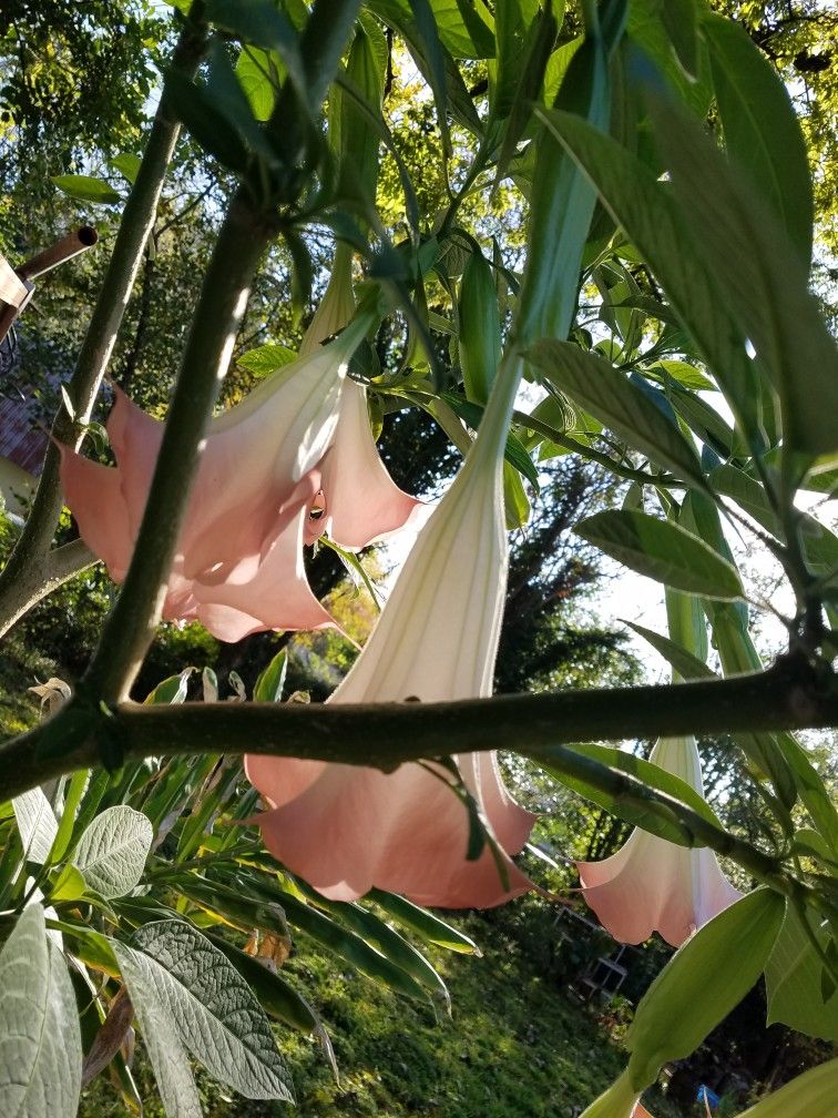 Pink Angel Trumpet Plant 