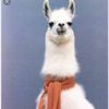 Llama