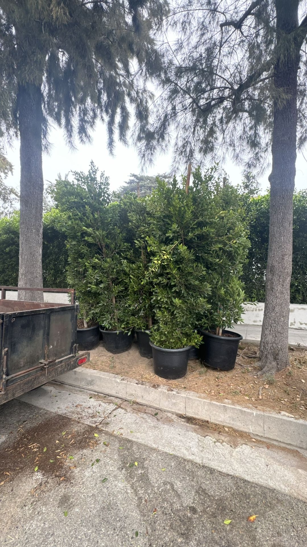 Indian Lauren Ficus 25s Gallons