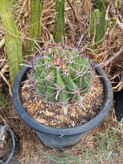 Devil's turn cactus plant