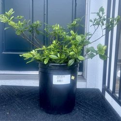 Gardenia