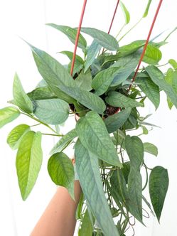 Pothos Cebu Blue Plant 6" Pot - Indoor House Plants