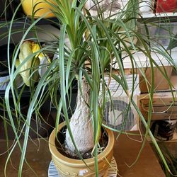 Large Ponytail Palm, 4 Lemon Trees, 2 Bougainville, Fully Rooted In Jar Split Leaf And Cacti