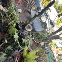 Clippings For Sale Succulents, Monsteras And More