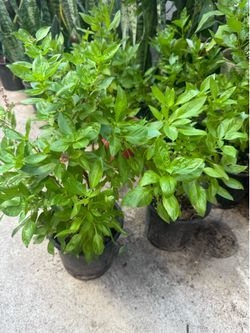 Thai basil