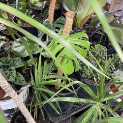 Plants For Sale 