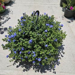 Shaggy Dwarf Morning Glory Beautiful and Healthy HANGING BASKETS PLANTS ARRIVED. $14 each First come first serve.