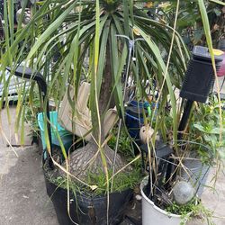 Pata De Elefante Chiquita