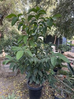 24” Box Hass Avocado’s