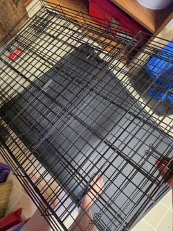 XLarge Wire dog kennel