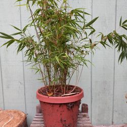 Mini Golden Bamboos 