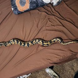 Snake Bed 