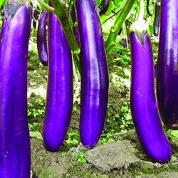 2X Japanese Ichiban Long Eggplant Seedling Plants Fully Rooted