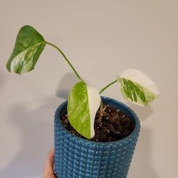 Variegated Monstera Albo Half Moon Fully Rooted Plant