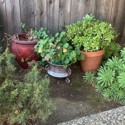 Various Potted Plants 🌱 For Sale