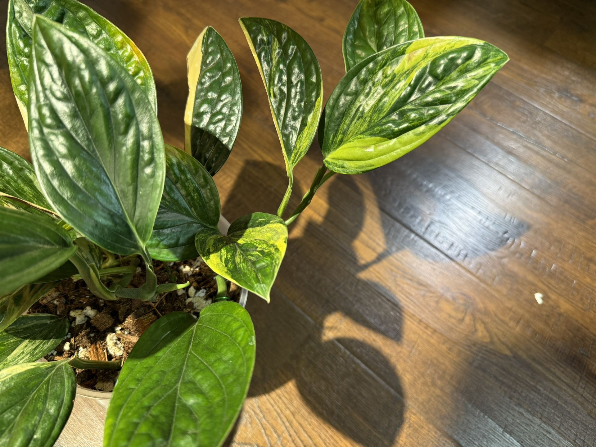 Houseplant Monstera Variegated Peru 5” Pot