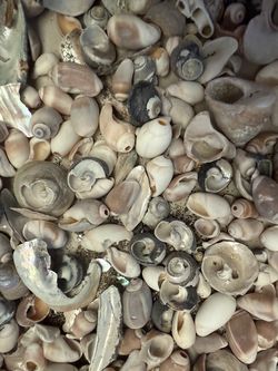 Large Mixed Seashell Collection — Craft/Decor Lot