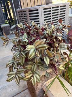 Plant