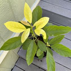 Avocado Tree