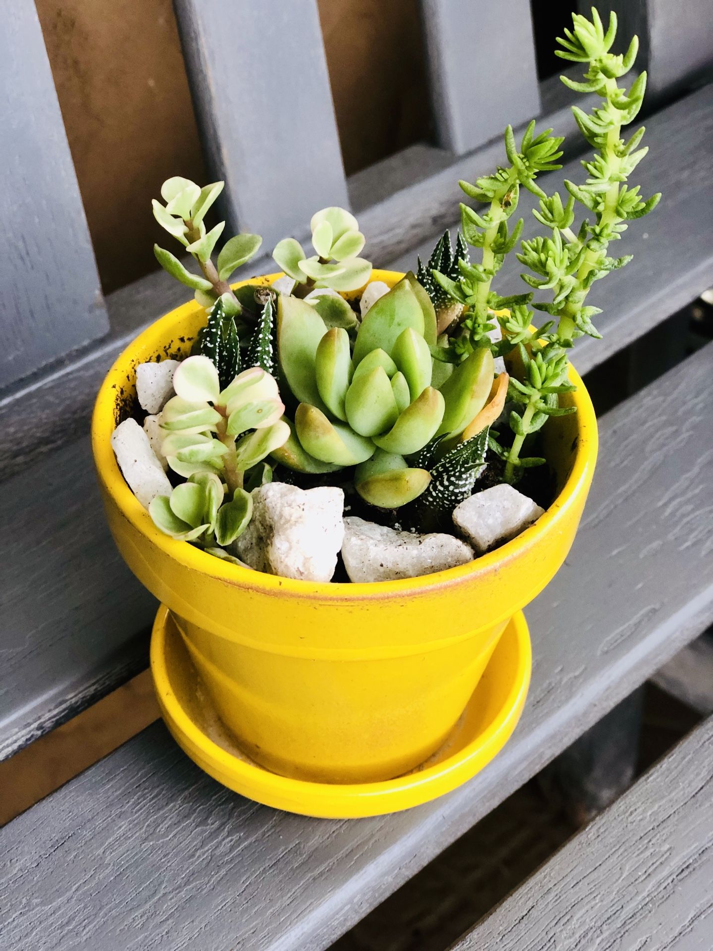 Small succulent arrangement in ceramic pot(measurements are on pics)