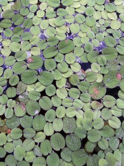 Salvinia Minima