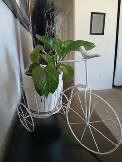 Plant with vase included