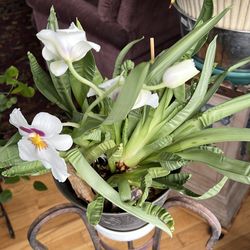 Beautiful Live potted Crimson Cattleya Orquid Qrquida flowering
