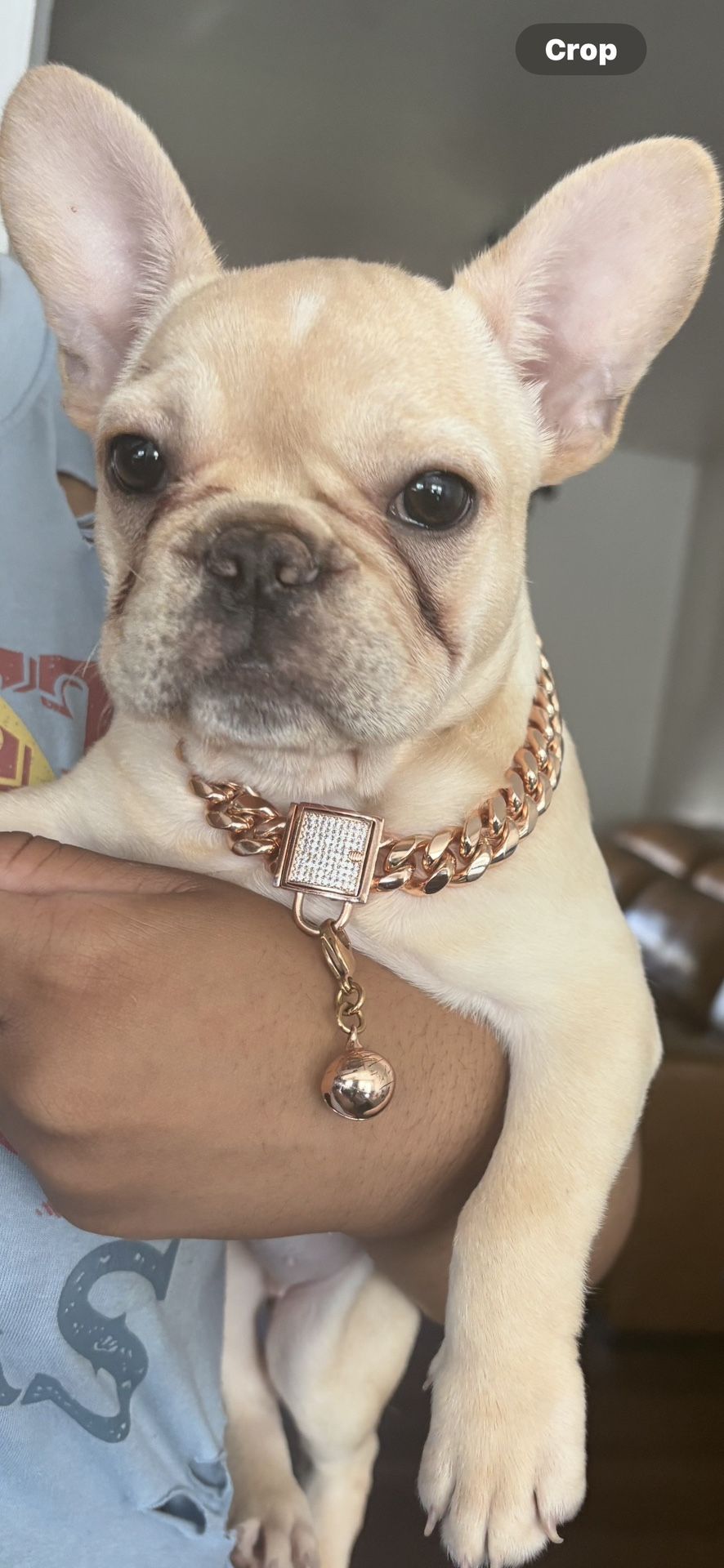 Dog Chains 