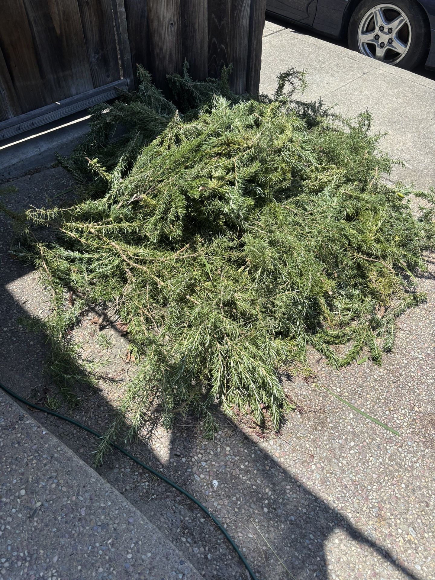Fresh Cut Organic Rosemary