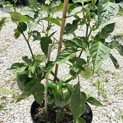 Bell pepper plant