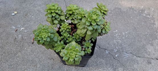 succulent plants