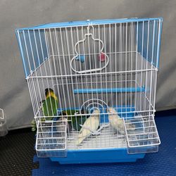 Bird Cages