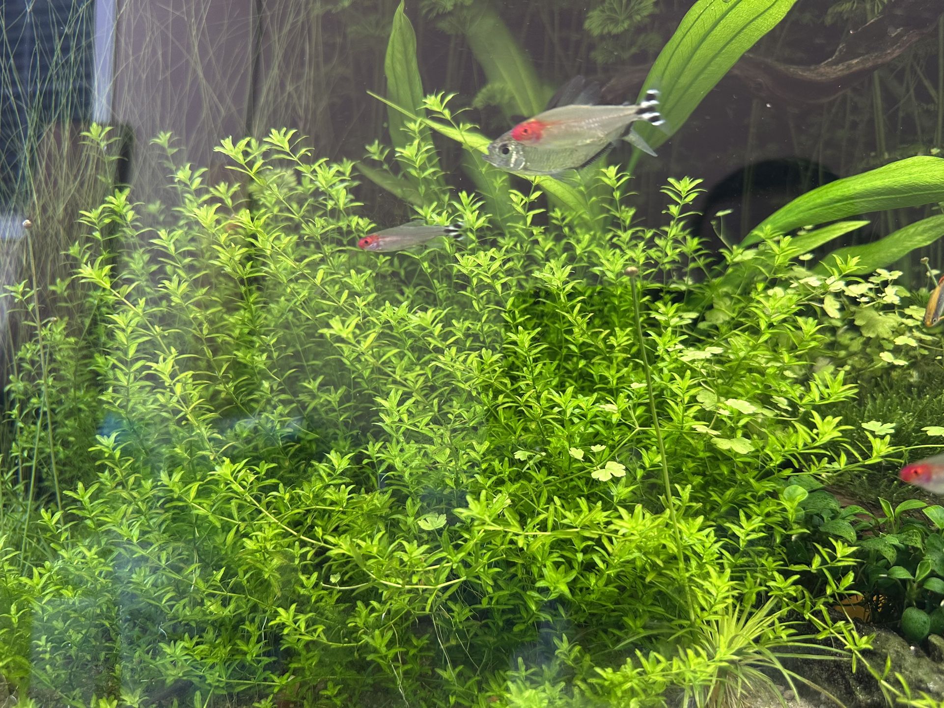 Aquarium Pearl Weed Plants