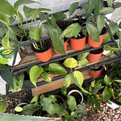 Plants for sale  small 5 each 