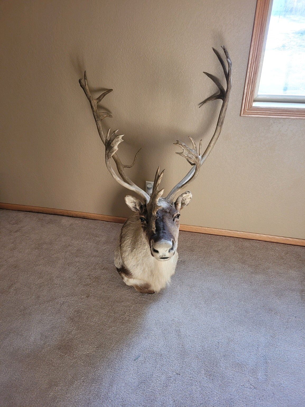 Caribou Mount Taxidermy