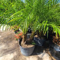 robellini 30gallon 4 in 5 trunks 