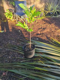 Jackfruit - 2 Gal Pot - $10