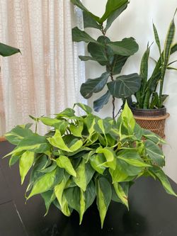 8in Philodendron Plant