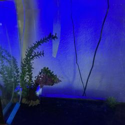 Glass Aquarium Tank