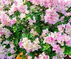 Bougainvillea 'Rosenka' Pink live plant well rooted in 6” in pot