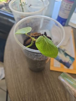 Hoja Santa (Piper Auritum)