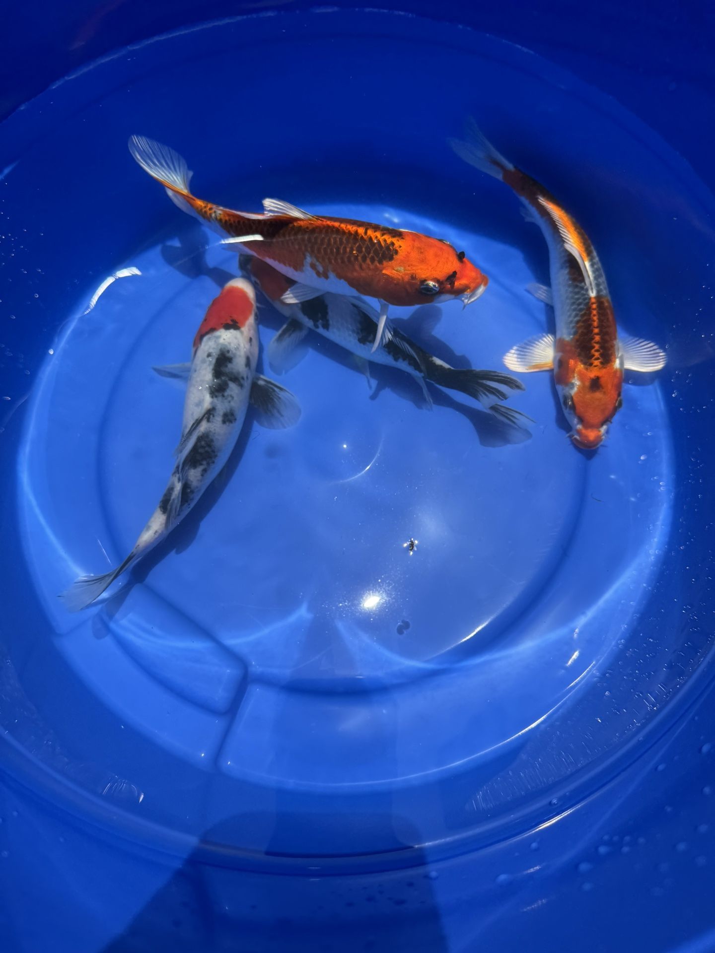 Koi Decorations