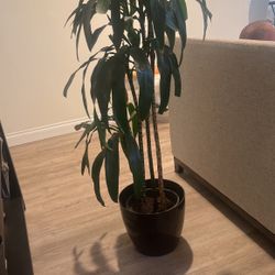 Plant