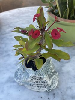 Red Crown Of Thorns Plant