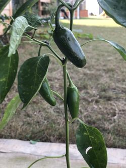 Jalapeño Plant (Organic)