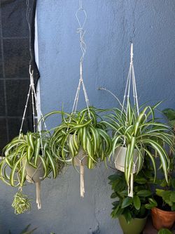 Plants de sol y sombra con colgadera de macramé $12 each