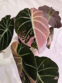 Alocasia Black Velvet Pink