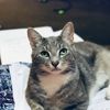 Paul 🐈
