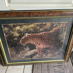 Cheetah Picture