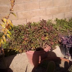 2 Healthy Flowering Plants In Pots For $14